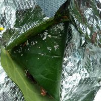 Fresh Mitha Paan at Little India in Tempe