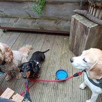 They're welcomed too at Common Ground in North London