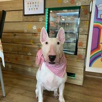 Dog friendly! With free treats for doggies xo  at Daisy's Cafe in Looe