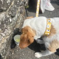 Dog ice cream   at Nook in Haverfordwest