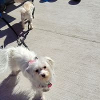 Happy doggos at Picasso Cafe on Paseo in Oklahoma City