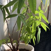 Relaxing atmosphere with lots of live plants  at Press Coffee Bar in Dayton