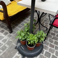 Fresh herbs including mint plant - if you order mint tea 🍵   at Bara Piato in Crete