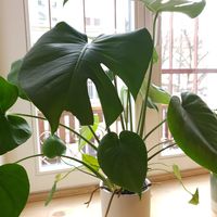 Monstera at Der Dicke Schmidt - Neustadt in Dresden