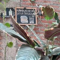 Decoración con plantas at Trigo Verde in Oaxaca