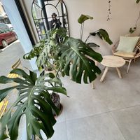 inside  at Taylor's Cafe in Brussels