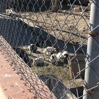 Animals  at Balzunetta Restaurant in Floriana