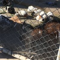 Animals  at Balzunetta Restaurant in Floriana