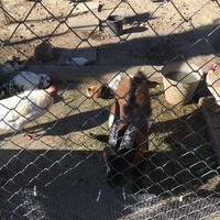 Animals  at Balzunetta Restaurant in Floriana