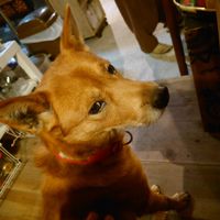 The boss at Comichaya - 古見茶屋  in Tsurugi