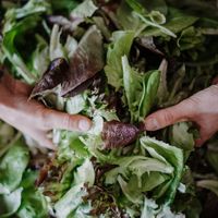 Fresh regional salads every day at L‘ Insalatina in Merano