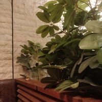 The green side of the private room at FANCL Brown Rice Meals in Tokyo