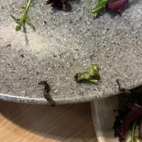   at Copper Branch in Utrecht