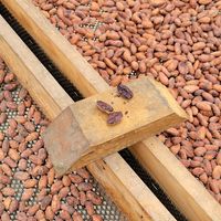After the drying process at Nortico Cacao Farm in Turrialba