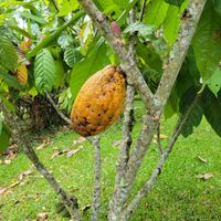 Cacao fruit at Nortico Cacao Farm in Turrialba