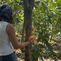 Frucht wird geöffnet   at Nortico Cacao Farm in Turrialba