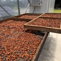 Dörren  at Nortico Cacao Farm in Turrialba
