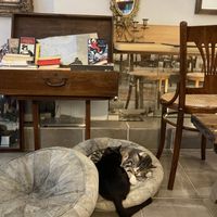 Complete with adorable cats at Vacilando in Istanbul