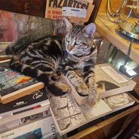 Cats chilling at Vacilando in Istanbul