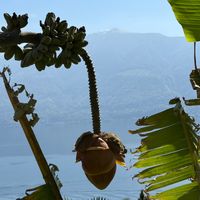 In their garden are banana trees at Garden Hotel Primavera in Brissago