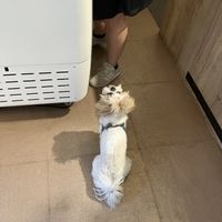 Doggy!  at Sweet Republic Hvar in Hvar