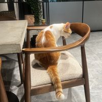 Cats are welcomed inside!  at iNput in Ankara