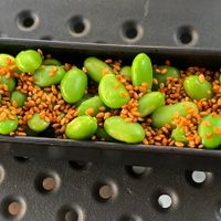 Edammame als Vorspeise   at Krea in Tettnang