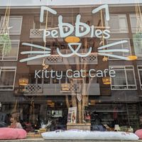  at Pebbles Kitty Cat Café in Rotterdam