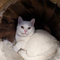 Pixel at Pebbles Kitty Cat Café in Rotterdam