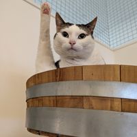 Luna at Pebbles Kitty Cat Café in Rotterdam