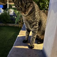 Local Cat  at Peroulia in Peroulia Beach