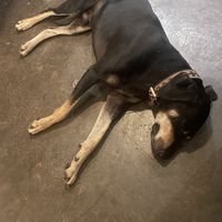 Doggy  at La Olita - temporarily closed in Brisas De Zicatela