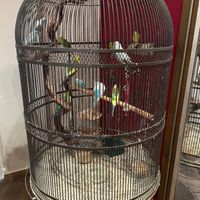 Update 31st October 2023 - The business does have 3 vegan items on the menu, but they keep birds in cages. Should not be supported by ethical vegans. at Las 3 Abuelas in Monterrey