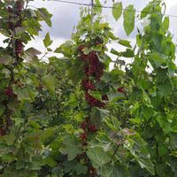 Rode aalbessen at Pluk Je Fruit in Edegem