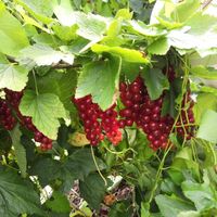 Rode aalbessen at Pluk Je Fruit in Edegem