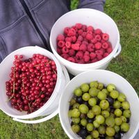 Mooie oogst at Pluk Je Fruit in Edegem