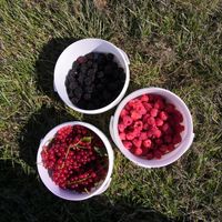 De eerste bramen.  at Pluk Je Fruit in Edegem