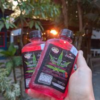  at Green Dog in Chiang Mai