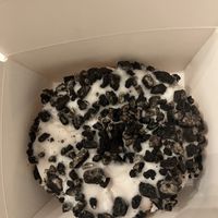   at Cat Burglar Dough Co in Brighton