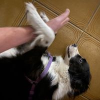 Friendly animals for comfort while you wait  at Bien Plantado in Iquitos