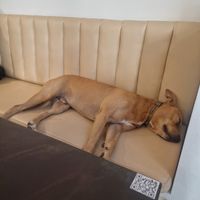 This is the dog of the café (if you're allergic, there is outside seating too) at VERA in Palermo