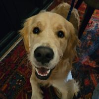 Goldie that loved the Thimble too 🤍 at The Thimble in Dorchester