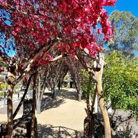 Blossoms at Wild Grounds Cafe in Morgan Park