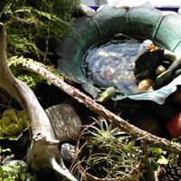 terrarium in front window at Life Alive Organic Cafe in Cambridge