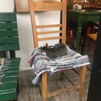 Restaurant cat at Serendiville in Tirana