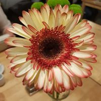 Fresh flowers on the tables  at 15 süße Minuten Café - Bistro in Vienna