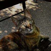   at Kumin Vegan Lezzetler in Istanbul