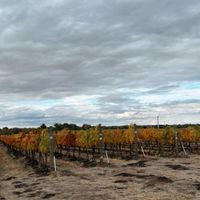 Pepper Bridge Vineyard estate at Amavi Cellars in Walla Walla