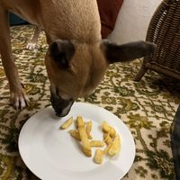Even the doggos got vegan sausage and chips! 💚🌱  at Bampton Street Fish Bar in Minehead