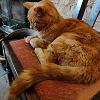 William 🥰  at Tea by the Lock in York